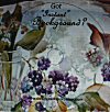 Got Instant Background? DVD