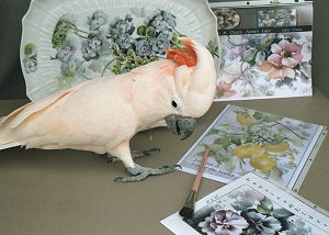 Celee Evans Porcelain: Kilauea the Painting Cockatoo