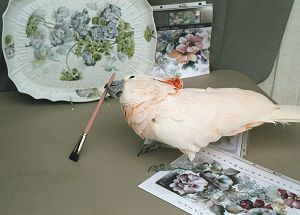 Celee Evans Porcelain: Kilauea the Painting Cockatoo